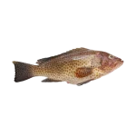 هامور